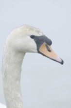 Mute swan (Cygnus olor), portrait, North Rhine-Westphalia, Germany