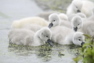 Mute swan (Cygnus olor), chick, North Rhine-Westphalia, Germany
