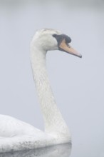 Mute swan (Cygnus olor) in the morning mist, North Rhine-Westphalia, Germany