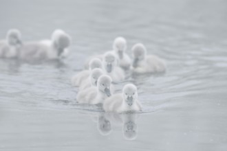 Mute swan (Cygnus olor) swimming chicks in the morning mist, North Rhine-Westphalia, Germany