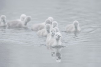 Mute swan (Cygnus olor) swimming chicks in the morning mist, North Rhine-Westphalia, Germany