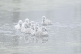 Mute swan (Cygnus olor) swimming chicks in the morning mist, North Rhine-Westphalia, Germany