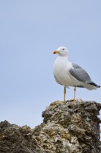 Mediterranean Gull (Larus michahellis) standing on a stone, Algarve, Portugal