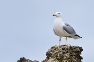 Mediterranean Gull (Larus michahellis) standing on a stone, Algarve, Portugal