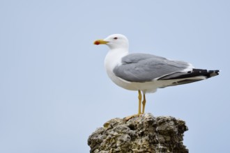 Mediterranean Gull (Larus michahellis) standing on a stone, Algarve, Portugal