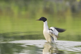 Goosander (Mergus merganser), male flapping his wings, North Rhine-Westphalia, Germany