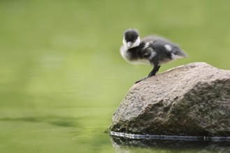 Red-breasted merganser (Mergellus albellus), chick standing on a stone, Netherlands