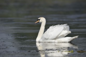 Mute swan (Cygnus olor), North Rhine-Westphalia, Germany