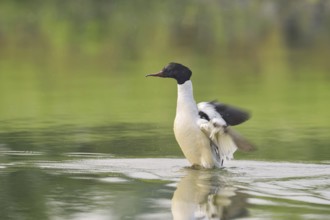 Goosander (Mergus merganser), male flapping his wings, North Rhine-Westphalia, Germany