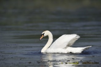Mute swan (Cygnus olor), North Rhine-Westphalia, Germany