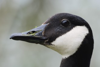 Canada goose (Branta canadensis), portrait, North Rhine-Westphalia, Germany