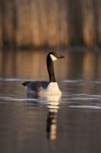 Canada goose (Branta canadensis), swimming, North Rhine-Westphalia, Germany