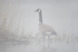 Canada goose (Branta canadensis) standing in the morning mist on the lakeshore, North