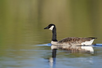 Canada goose (Branta canadensis), swimming, North Rhine-Westphalia, Germany
