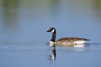 Canada goose (Branta canadensis), swimming, North Rhine-Westphalia, Germany