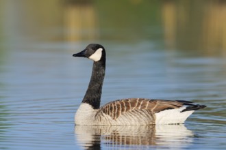 Canada goose (Branta canadensis), swimming, North Rhine-Westphalia, Germany