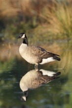 Canada goose (Branta canadensis) with reflection, North Rhine-Westphalia, Germany