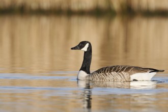Canada goose (Branta canadensis), swimming, North Rhine-Westphalia, Germany