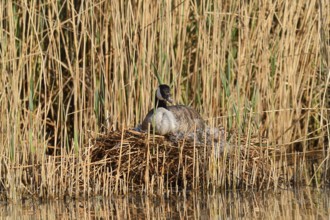 Canada goose (Branta canadensis) sitting brooding on the nest in the reeds, North Rhine-Westphalia,