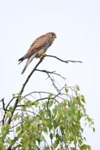 Kestrel (Falco tinnunculus), female, North Rhine-Westphalia, Germany