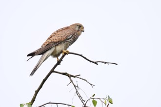Kestrel (Falco tinnunculus), female, North Rhine-Westphalia, Germany