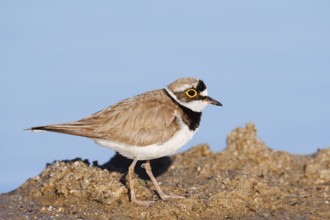 Little Ringed Plover (Charadrius dubius) on the lakeshore, North Rhine-Westphalia, Germany