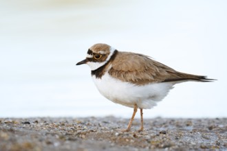 Little Ringed Plover (Charadrius dubius) on the lakeshore, North Rhine-Westphalia, Germany