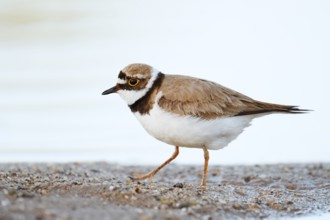 Little Ringed Plover (Charadrius dubius) on the lakeshore, North Rhine-Westphalia, Germany