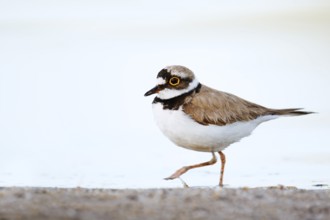 Little Ringed Plover (Charadrius dubius) on the lakeshore, North Rhine-Westphalia, Germany