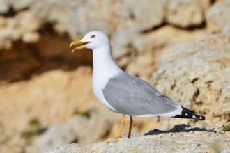 Mediterranean Gull (Larus michahellis) stands calling on a rock, Algarve, Portugal