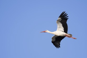 White stork (Ciconia ciconia), flying, Algarve, Portugal