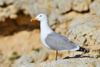 Mediterranean Gull (Larus michahellis) standing on a rock, Algarve, Portugal