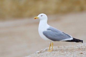 Mediterranean gull (Larus michahellis), Algarve, Portugal