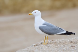 Mediterranean gull (Larus michahellis), Algarve, Portugal