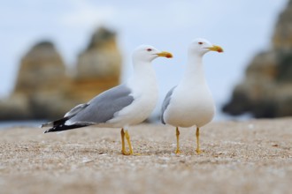 Mediterranean gulls (Larus michahellis), pair on the beach, Algarve, Portugal