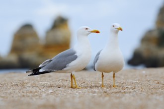 Mediterranean gulls (Larus michahellis), pair on the beach, Algarve, Portugal