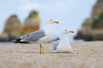 Mediterranean gulls (Larus michahellis), pair on the beach, Algarve, Portugal