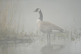 Canada goose (Branta canadensis) standing in the morning mist on the lakeshore, North