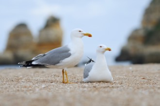 Mediterranean gulls (Larus michahellis), pair on the beach, Algarve, Portugal