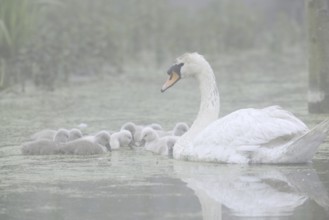 Mute swan (Cygnus olor) with chicks in the morning mist, North Rhine-Westphalia, Germany
