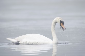 Mute swan (Cygnus olor) swimming in the morning mist, North Rhine-Westphalia, Germany