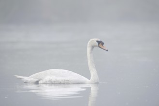 Mute swan (Cygnus olor) swimming in the morning mist, North Rhine-Westphalia, Germany