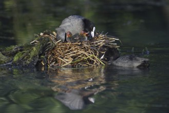 Eurasian Coot (Fulica atra) with chicks on the nest, North Rhine-Westphalia, Germany