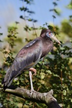 Abdim's stork or rain stork (Ciconia abdimii) stands on a branch, captive, occurrence in Africa