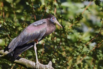 Abdim's stork or rain stork (Ciconia abdimii) stands on a branch, captive, occurrence in Africa