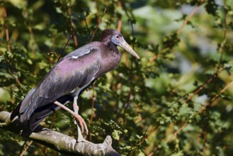 Abdim's stork or rain stork (Ciconia abdimii) stands on a branch, captive, occurrence in Africa