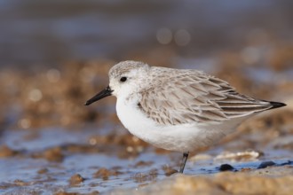 Sanderling (Calidris alba) in its final plumage, Algarve, Portugal