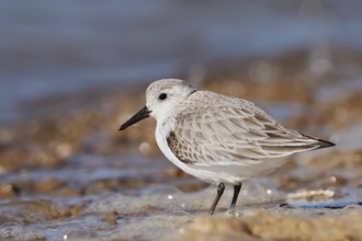 Sanderling (Calidris alba) in its final plumage, Algarve, Portugal