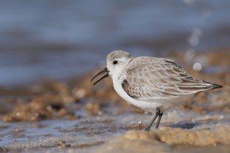 Sanderling (Calidris alba) in its final plumage, Algarve, Portugal