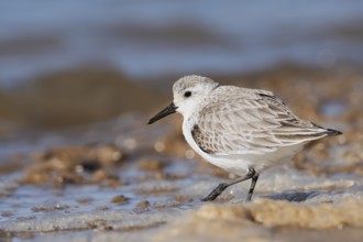 Sanderling (Calidris alba) in its final plumage, Algarve, Portugal